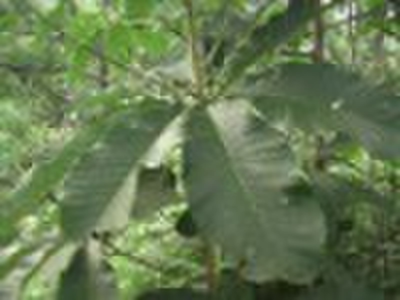 Magnolia Bark PE
