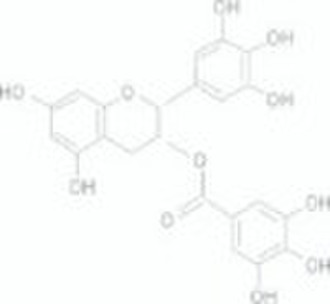 EGCG茶polyphenols