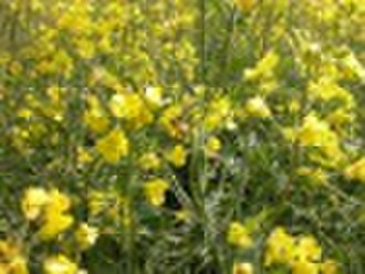 100% Chinese rape honey