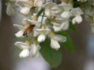 acacia honey