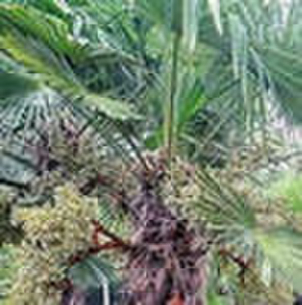 Saw Palmetto Extract