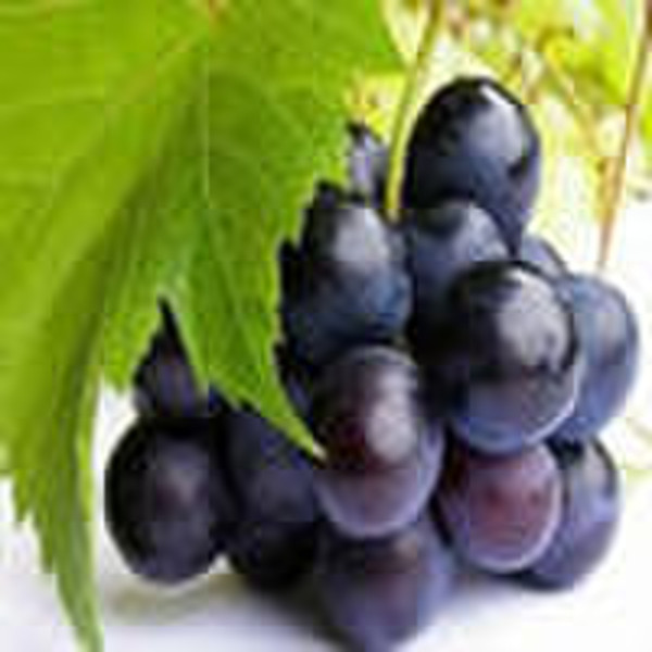 Grape Seed Extract