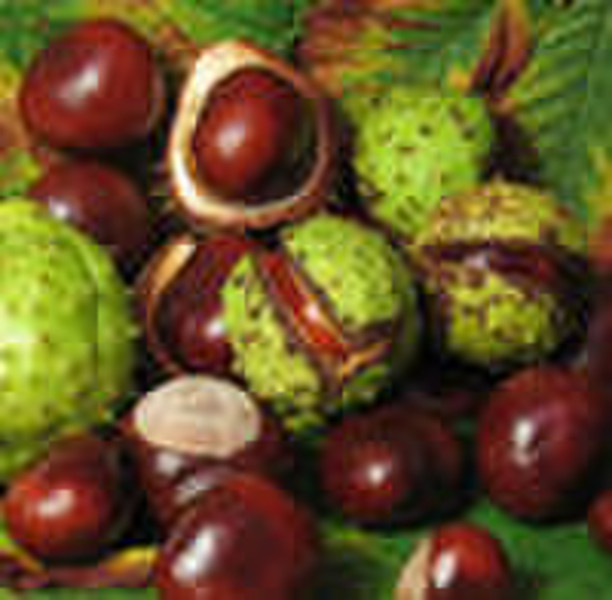 Horse Chestnut Extract, Aesculus hippocastanum, Ae