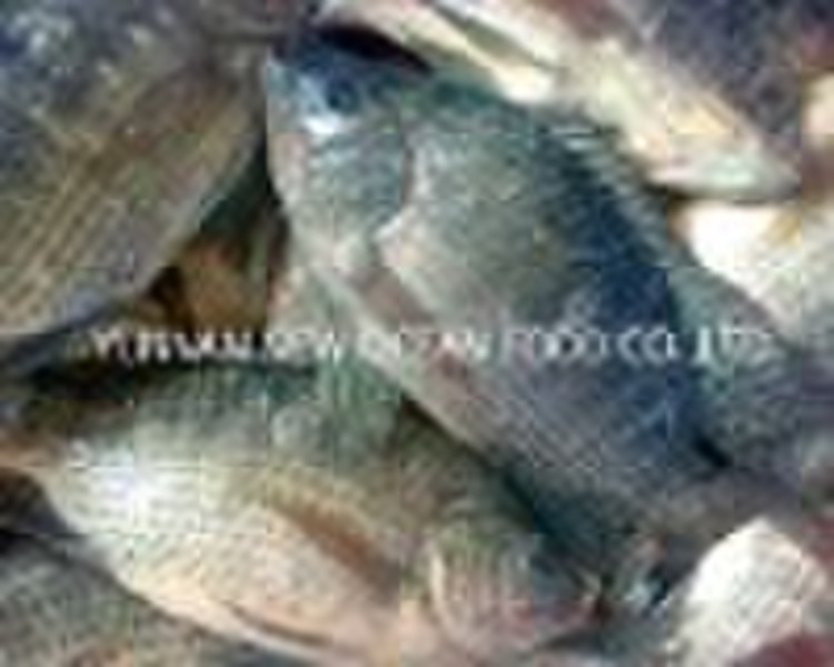 ganze Tilapia