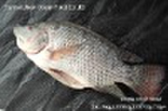 tilapia whole round