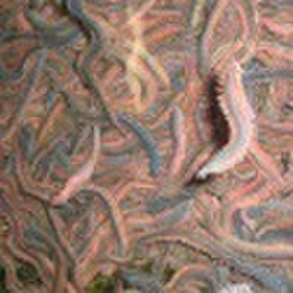 ragworm,marine invertebrates,saltwater fishing lur