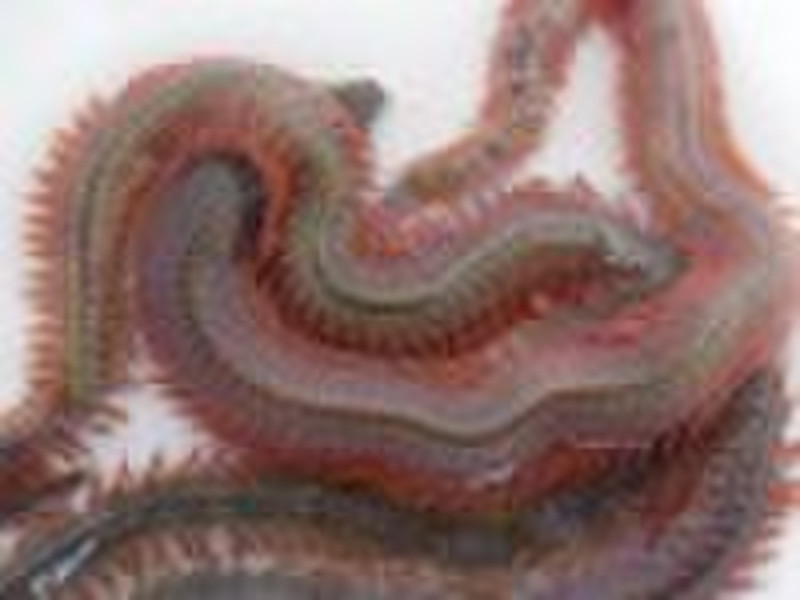 red worm,marine worm,nereis virens