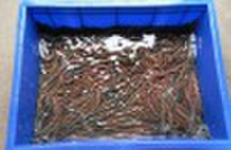 bloodworms,fish lures,sea bait