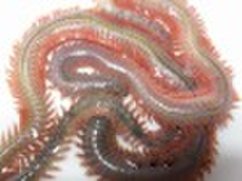 sea worm,lures,angling