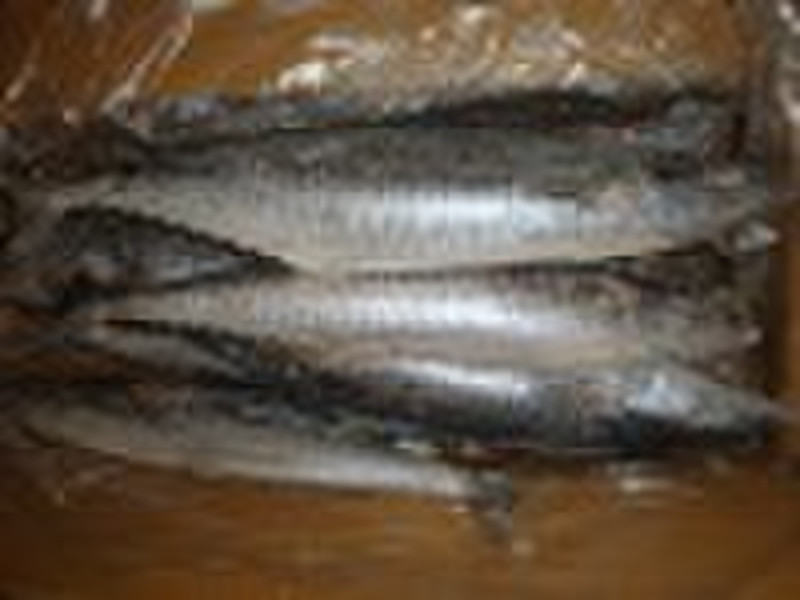 gefrorene Fische König