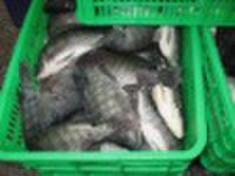 frozen tilapia farmed