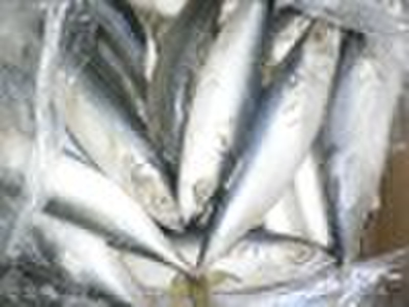 frozen pacific mackerel (scomber japonicus)