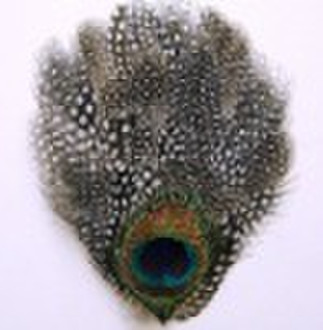 Guinea with Peacock Eye Pads