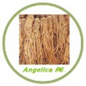 Plant extract--Chinese angelica P. E.