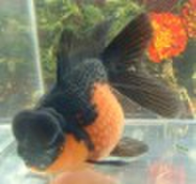 Live Goldfish-Fantail Pearlscale-Show Grade Red an