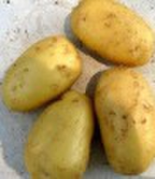 Frische Kartoffel