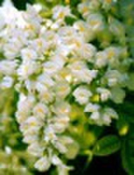 Rutin(DAB9, DAB10,NF11)