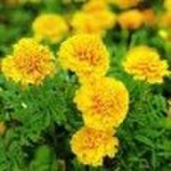 marigold oleoresin