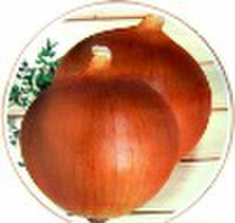 onion seeds (Yelonion1)
