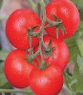 Tomato seeds