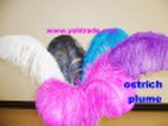 ostrich feather