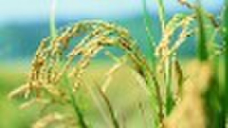 high performance of  herbicides  for  rice field