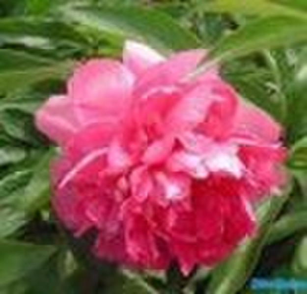 Peony extract Powder