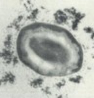 Bacillus subtilis