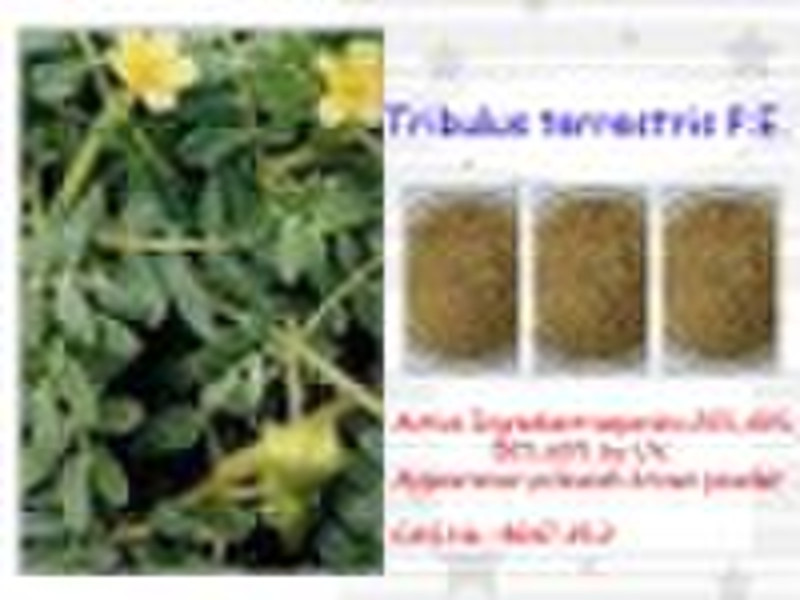 Tribulus terrestris P.E.