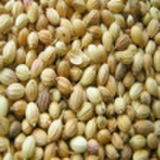 Coriander Seed