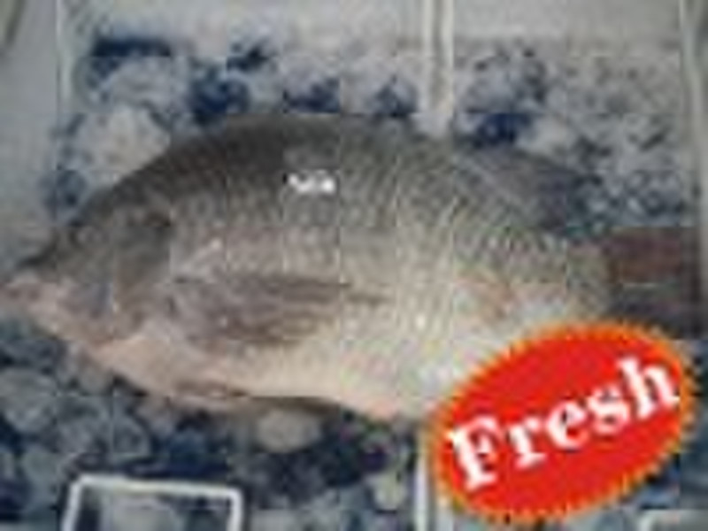 Frozen Tilapia Fillet