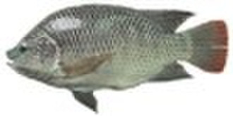 tilapia fish