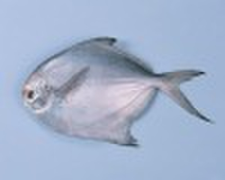 white pomfret