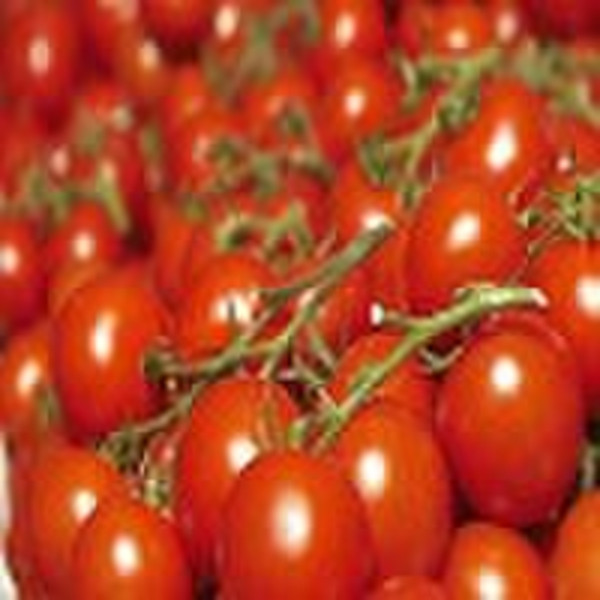 lycopene   extract