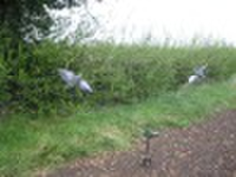 Flapping Pigeon Decoys