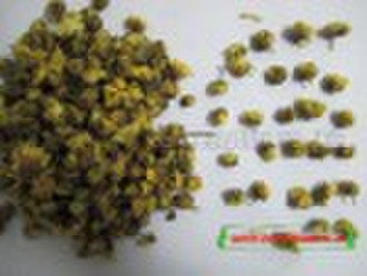 Blond Chrysanthemum Bud