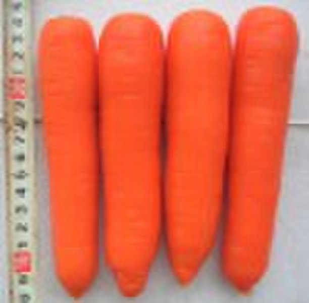 Fresh Carrot