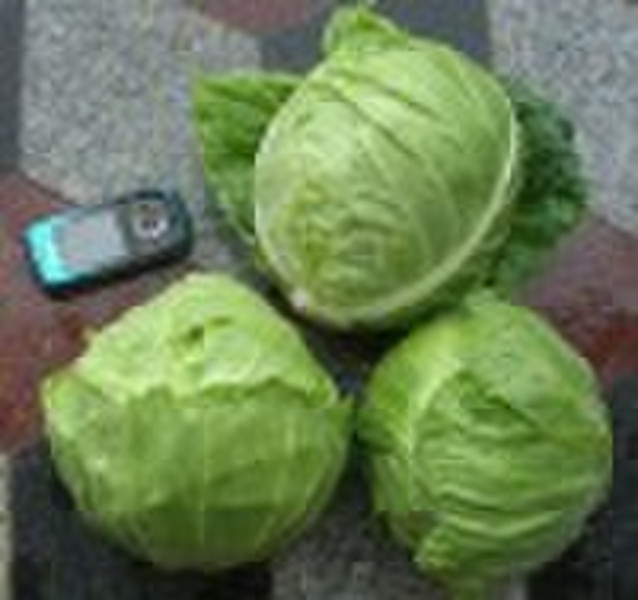 Fresh cabbage