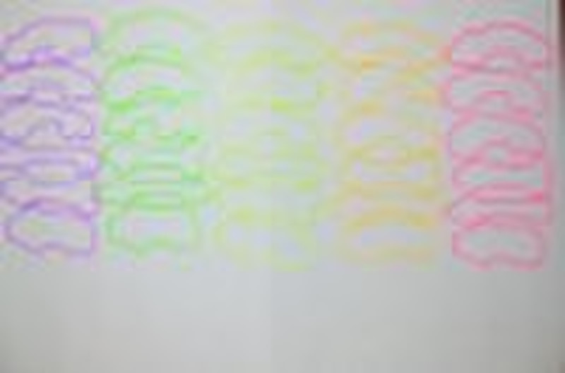 adult silly bands colored  adult product