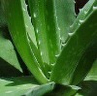 Aloe vera extract