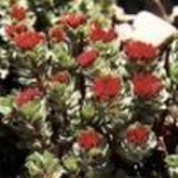 Rhodiola Rosea extract