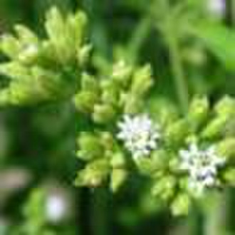 Stevia,stevioside,Rebaudianum Bertoni 90%