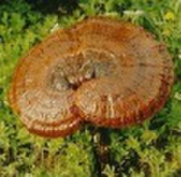 Reishi Mushroom (Ganoderma) Extract