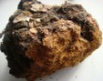 Inonotus Obliquus Extract (Chaga Mushroom Extract)