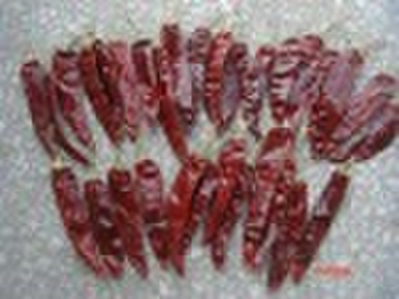 Jinta red chilli