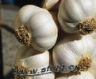 fresh garlic in mesh bag