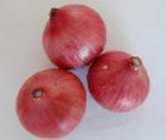 Fresh onion, red Onion