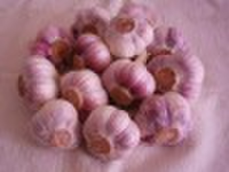 2010 new crop white garlic