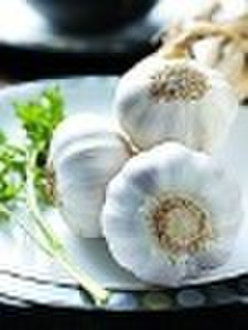 fresh garlic