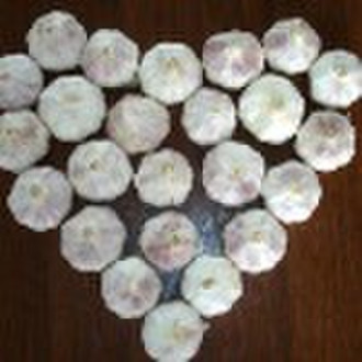 normal white garlic